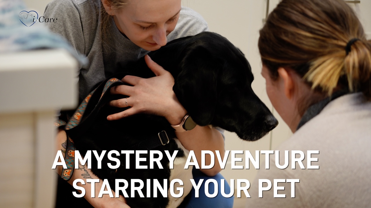 Veterinarian Vancouver Island with pet ultrasound services