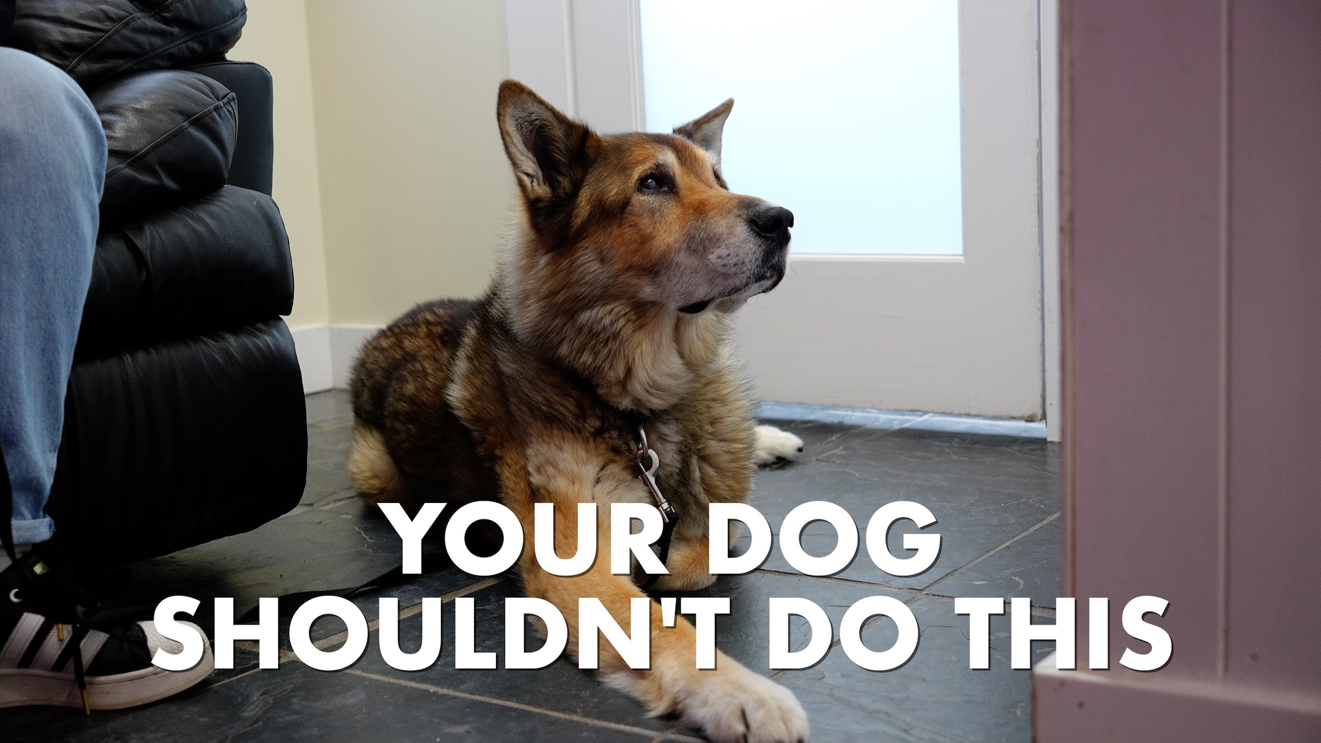 Blog post and video by i-Care Veterinary Hospital about a dog who stares at himself at night