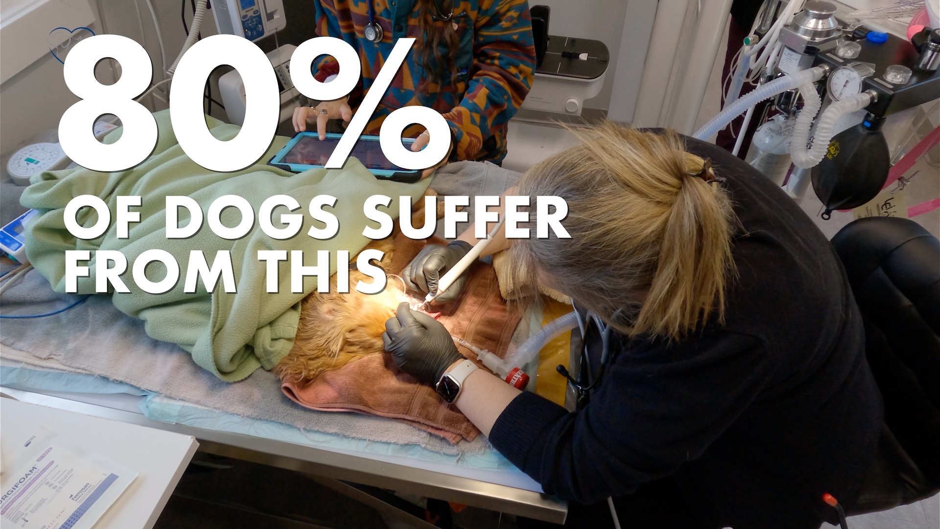 A blog post by i-Care Veterinary Hospital in Coombs BC about the dangers of periodontal disease for dogs