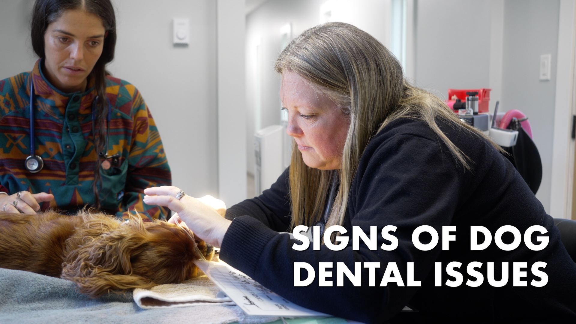 i-Care Animal Hospital Dental