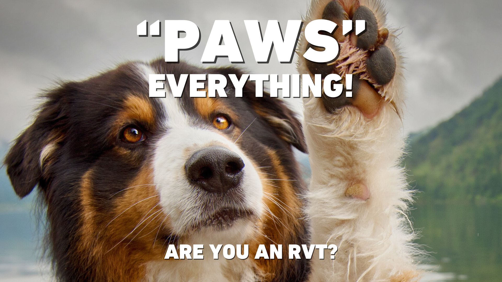 Registered Veterinary Technologist Job Opening on Vancouver Island