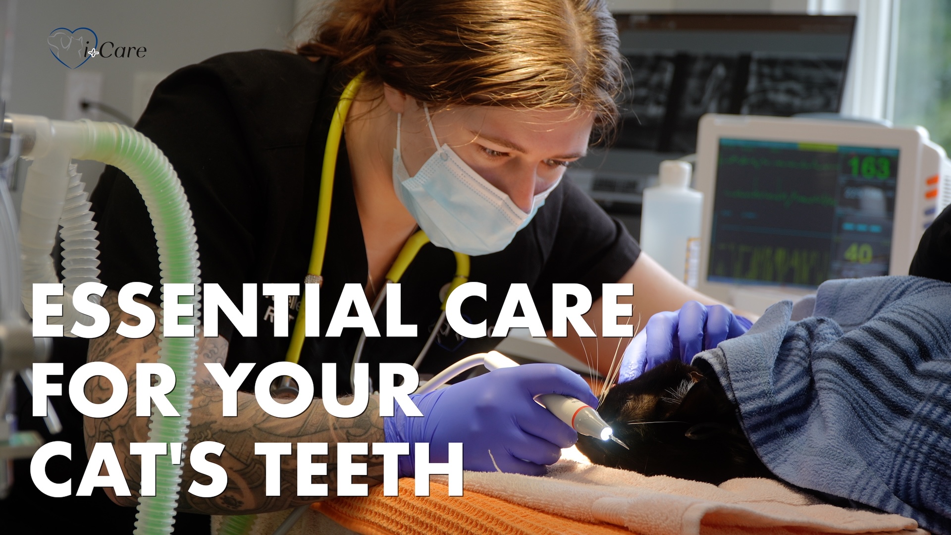 Why Cats Need Dental Checkups and Cleanings