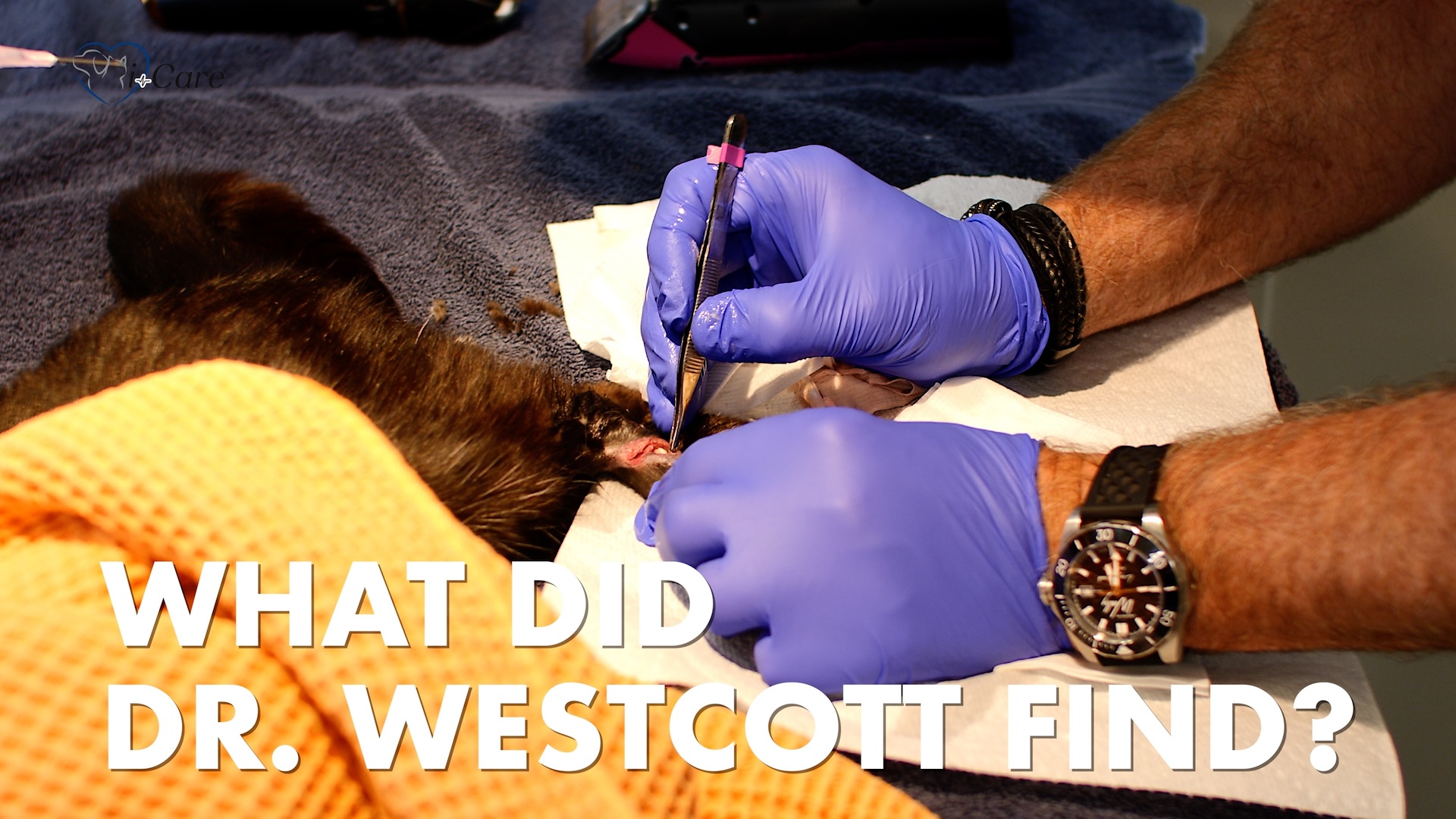 Cat with wounded leg being attended to by a veterinarian at i-Care Veterinary Hospital